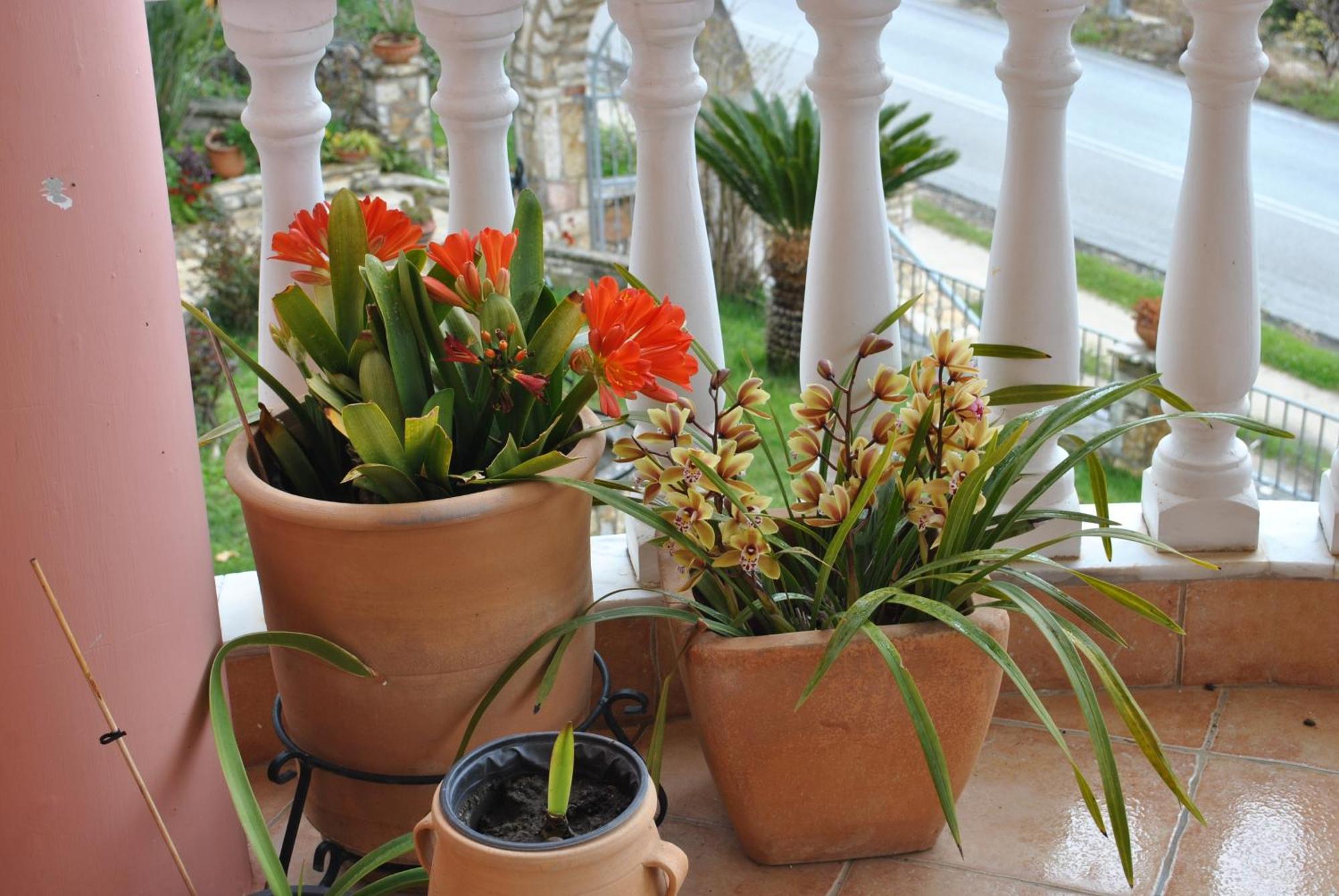 Amaryllis House Apartment ปาร์กา ภายนอก รูปภาพ