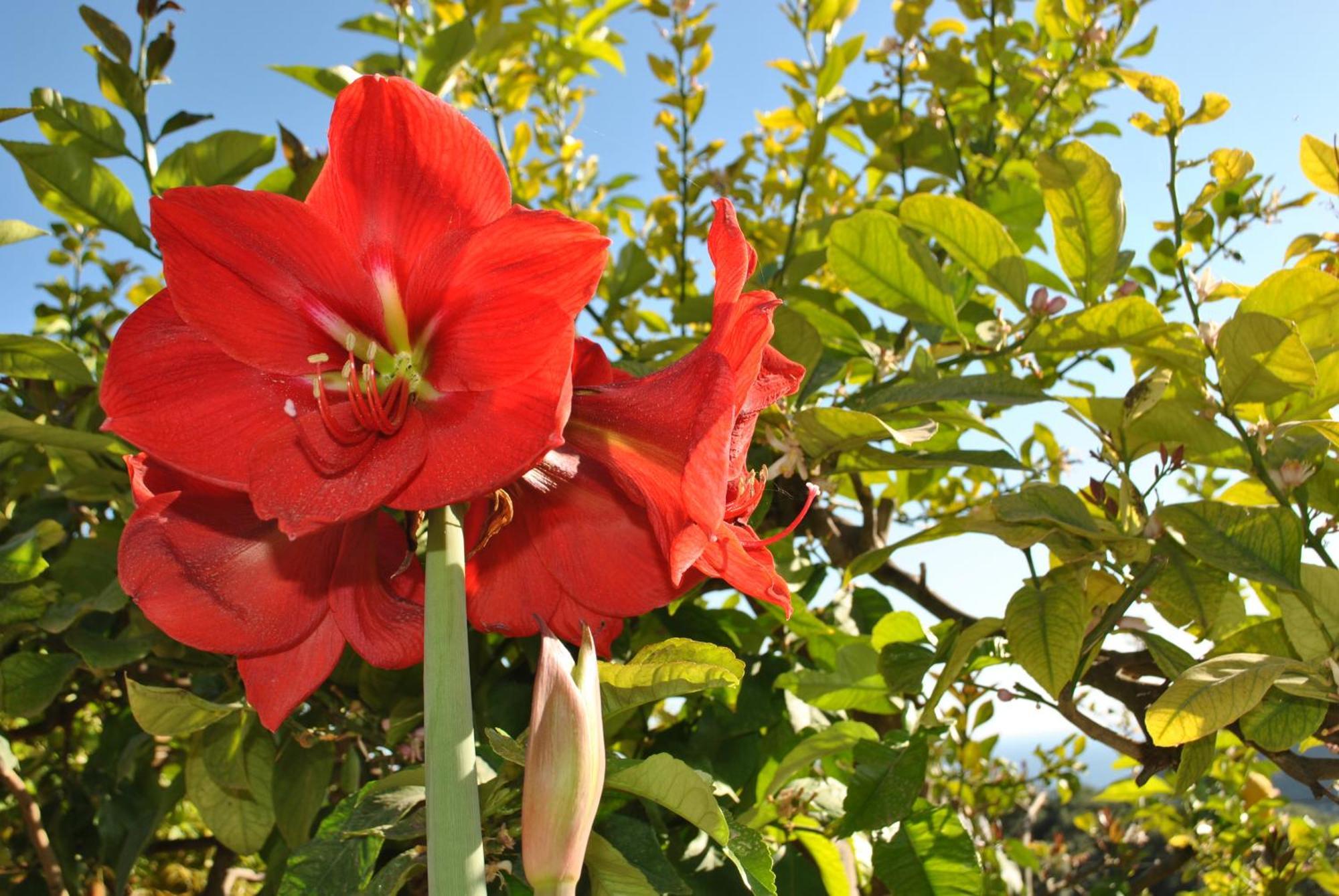 Amaryllis House Apartment ปาร์กา ภายนอก รูปภาพ